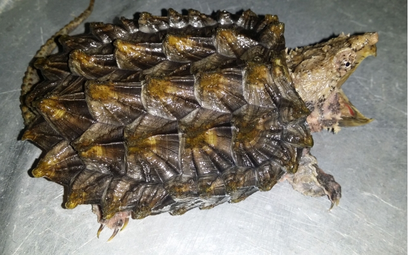 探究變異寵物的飼養(yǎng)和價(jià)格，了解其外觀特征與科技背景
