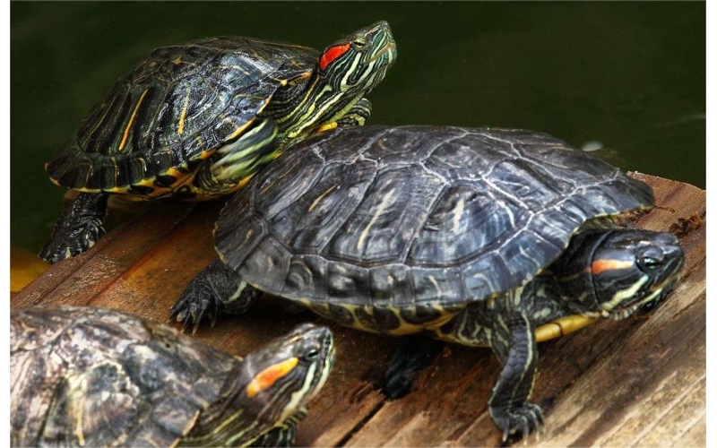 海陸空三棲的可愛生物——水龜的品種和飼養方法全解析