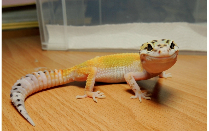 神秘而獨特的寵物——探秘守宮蜥蜴的品種和飼養方法