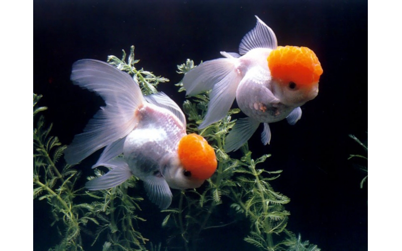 繽紛多彩的水族世界——探秘觀賞魚的品種和飼養方法