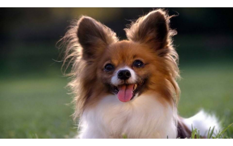 犬犬健康指南：如何輕松給你的犬犬進行驅蟲和免疫