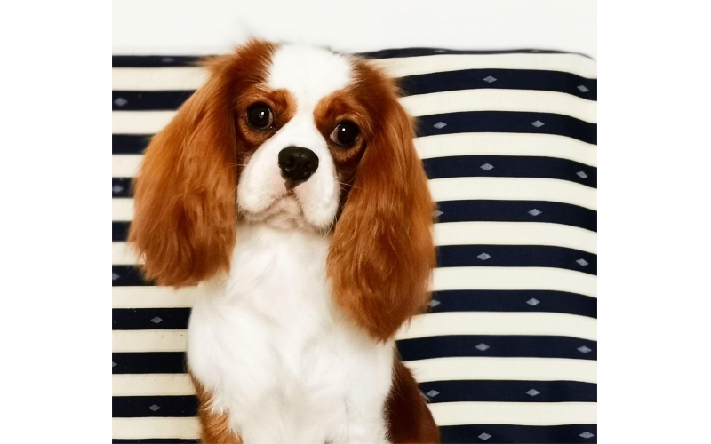 探秘查理士王小獵犬：迷人的外表和可愛的個性