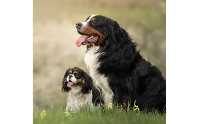 伯恩山犬VS查理士王小獵犬：兩個狗界明星的區別