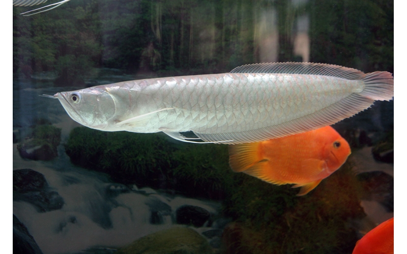 養(yǎng)龍魚，別玩票！一篇小白必讀的品種和飼養(yǎng)攻略