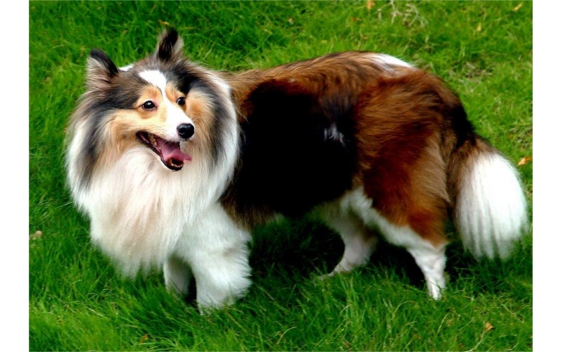 精力充沛的小可愛：掌握梗類犬飼養技巧，讓它們健康快樂地成長
