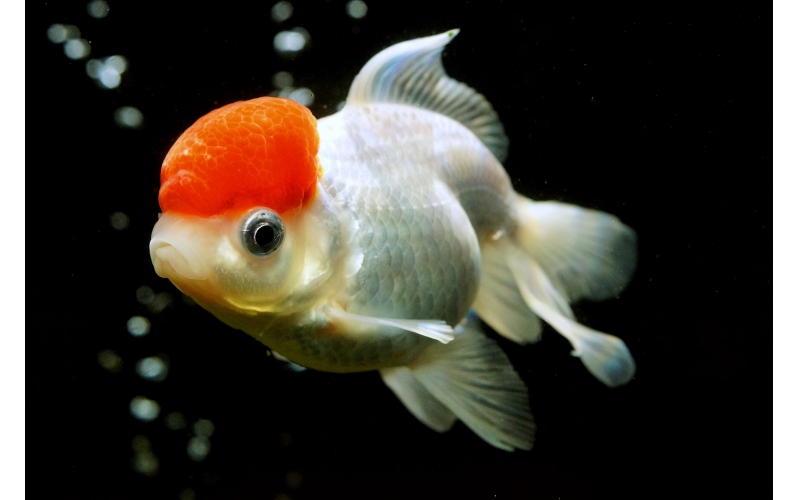 金魚(yú)世界：飼養(yǎng)技巧與品種解析，為你揭秘價(jià)格的秘密