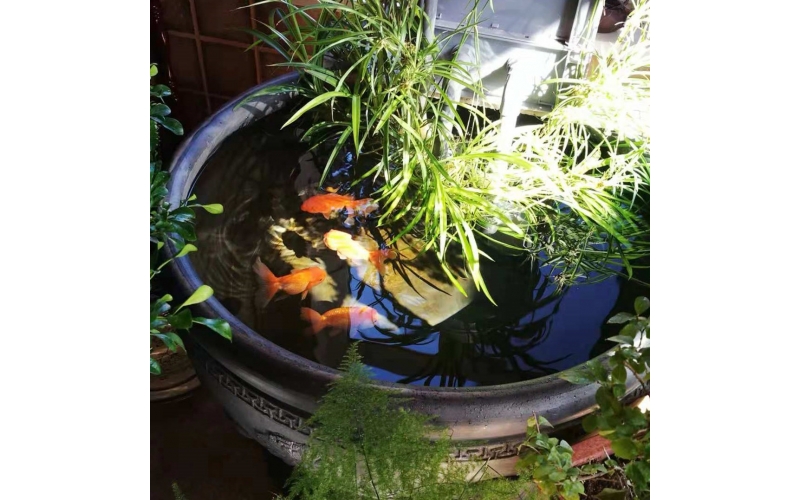 魚兒的樂園：探秘大缸“古法養(yǎng)魚