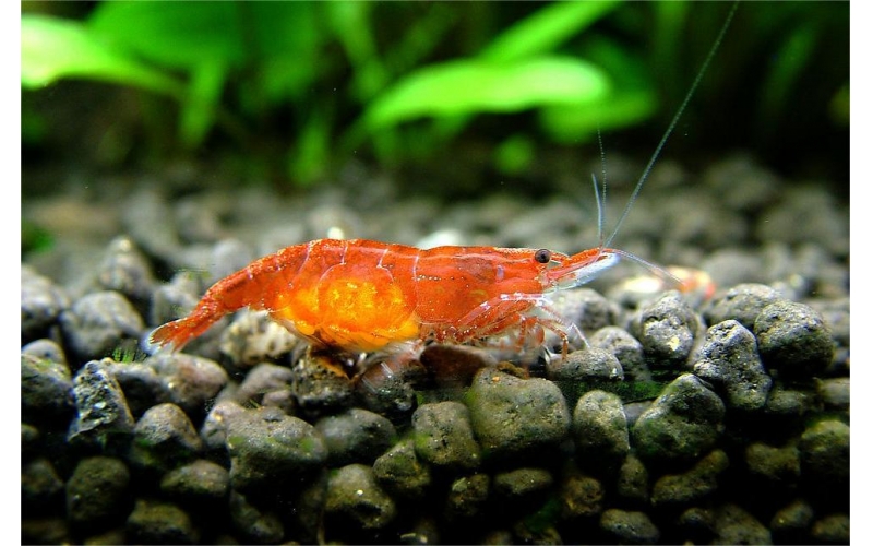 淡水蝦寶典：品種大揭秘與養殖秘籍一網打盡！