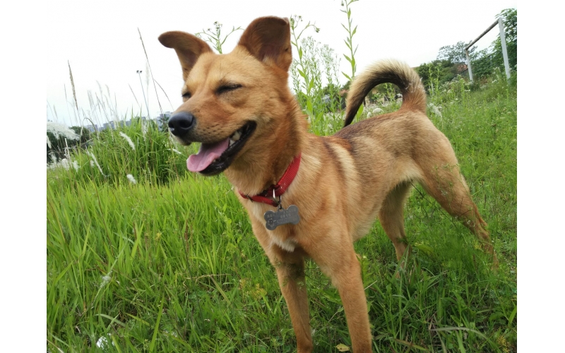 中華田園犬：純正血統(tǒng)的守護(hù)者！