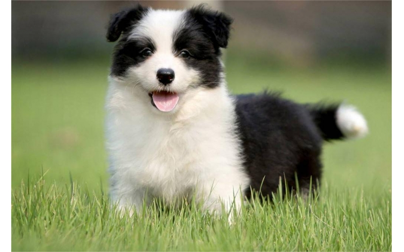 冠絕羊群，探尋邊境牧羊犬的偉大傳奇