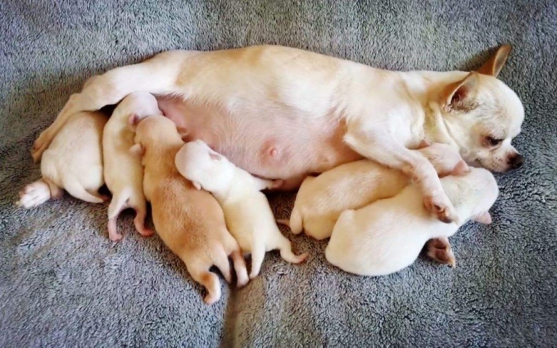 狗媽媽的奶水囧境：懷孕犬如何補充乳汁？