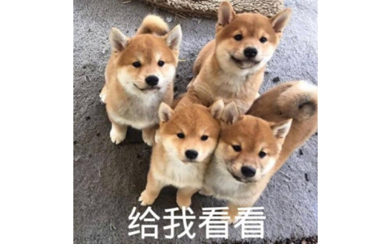 鏟屎官真的懂我嗎？狗狗的肢體語言大揭秘