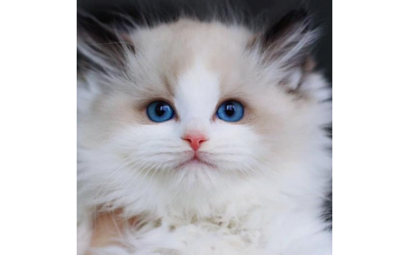 貓中仙子布偶貓：猜猜我是“真仙”還是“偽仙”？