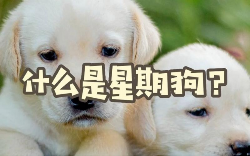 健康狗狗打開的正確方式：拒絕星期狗