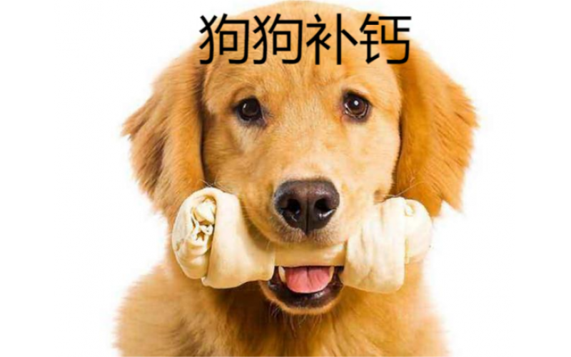 “磚頭”的筑建：狗狗的日常補鈣