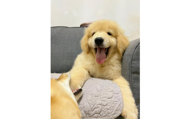 愛舔主人的金毛：是喜歡呀！