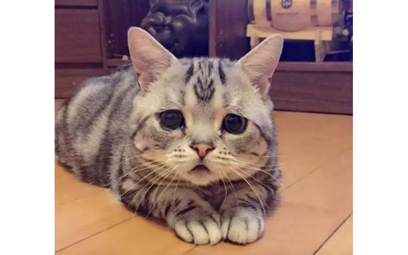貓咪的健康守護：拒絕便秘