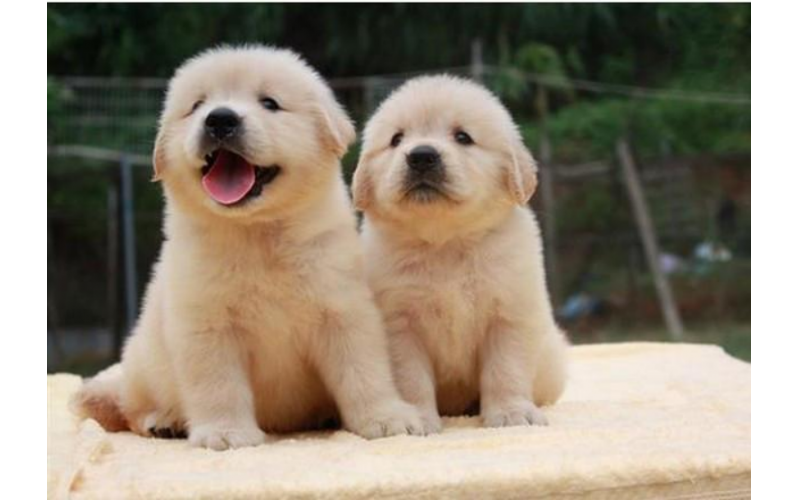 遠(yuǎn)離母親，金毛幼犬該如何喂養(yǎng)？