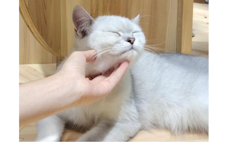 貓咪的困擾：跳蚤猖獗！如何才能讓它們徹底消失？