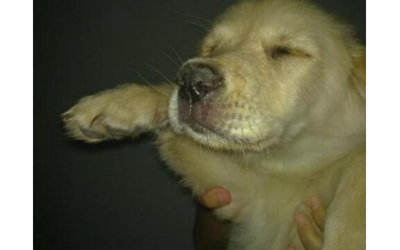 狗狗犬瘟熱初期癥狀，早發現早治療