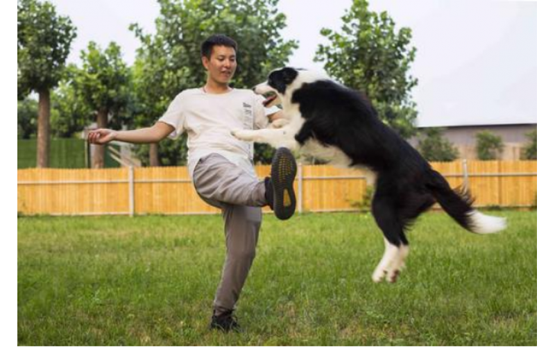 狗狗跳過膝蓋，如此簡單！