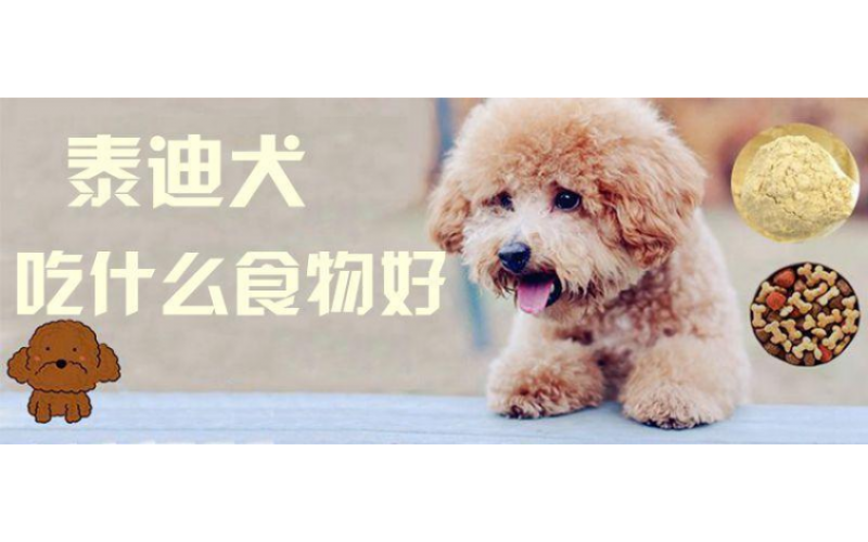 泰迪能吃與不能吃的17種食物