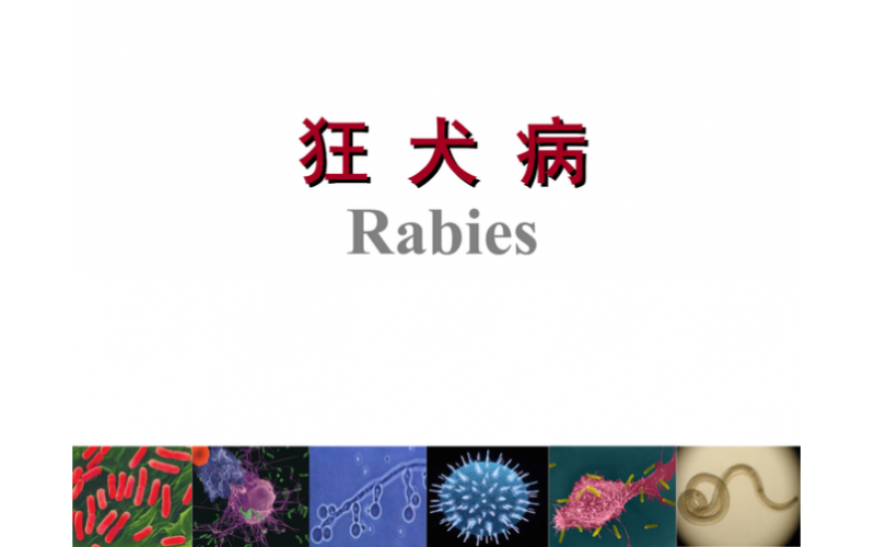 狂犬疫苗的重要性