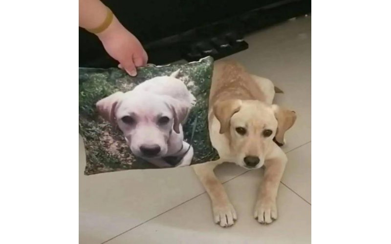 狗狗走失不迷茫