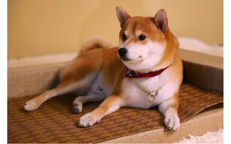 如何幫助小柴犬長身體