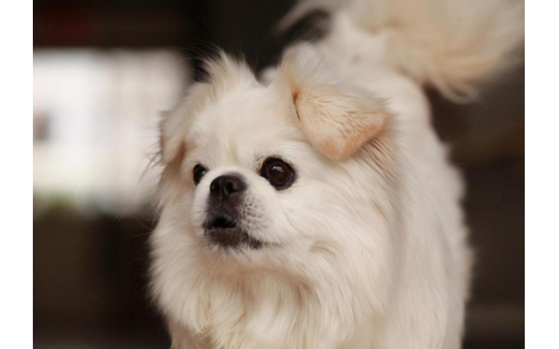 傲嬌京巴犬的行為準(zhǔn)則：奉行規(guī)則