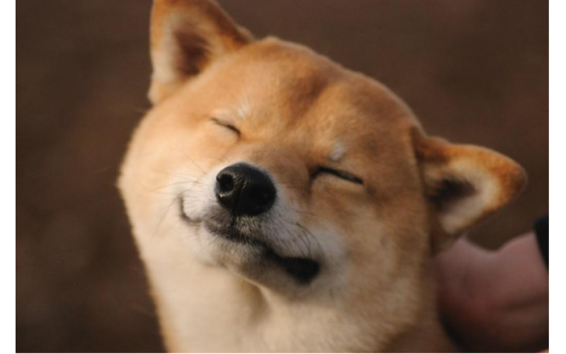 狗狗的腦子里都是主人啊！