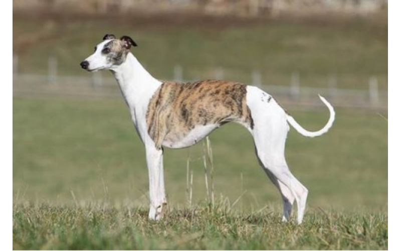 惠比特犬和細犬的區別