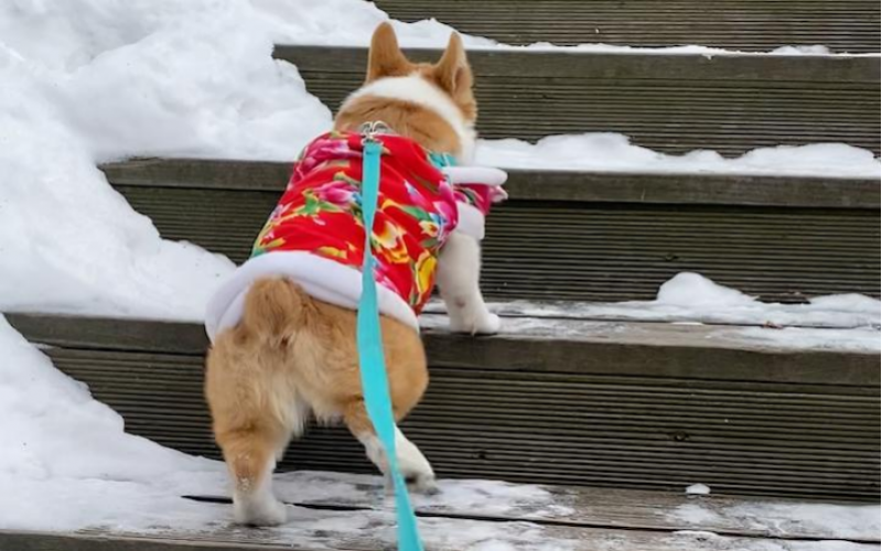 狗狗爬樓梯，記得預防腰椎受傷！
