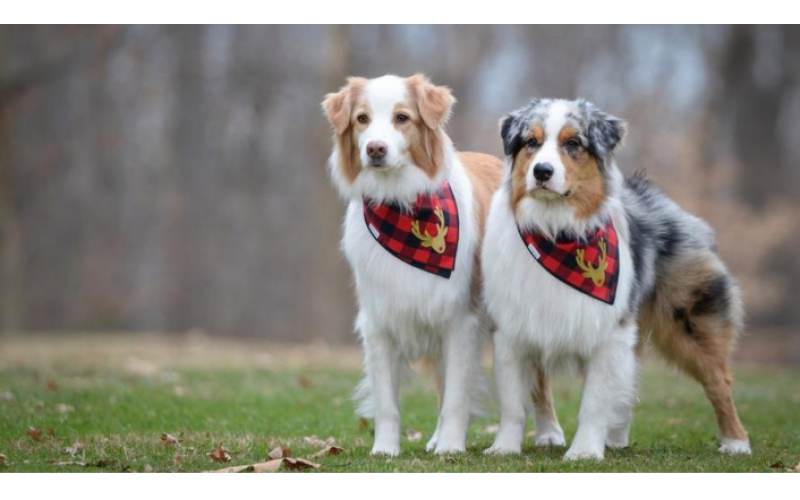 母犬也來“大姨媽”？多久一次？