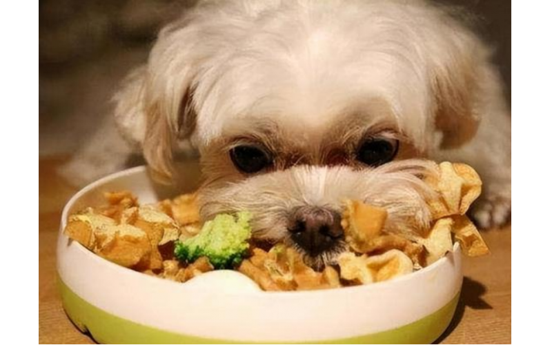 小奶狗到家的第一要務：飼養(yǎng)白胖