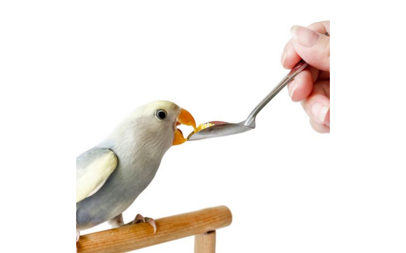 變身“雛鳥媽媽”喂食鸚鵡幼鳥