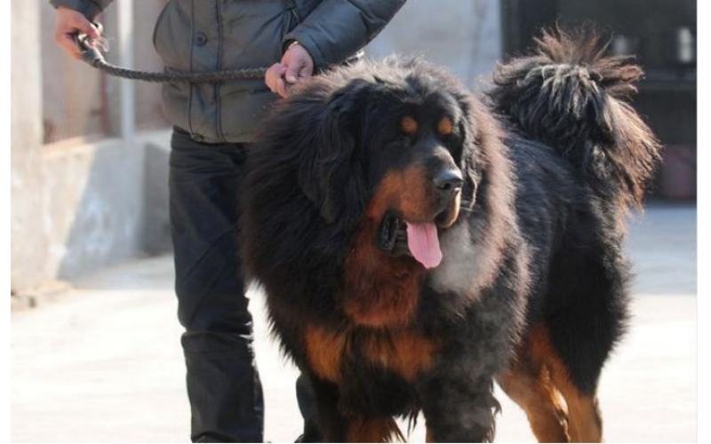 藏獒懷孕與其他狗狗有不同？