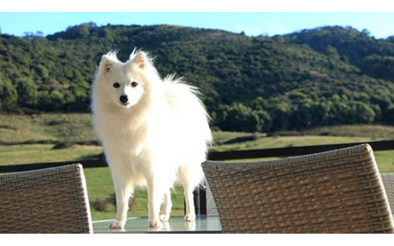 “膽大狐貍美女”銀狐犬的特征