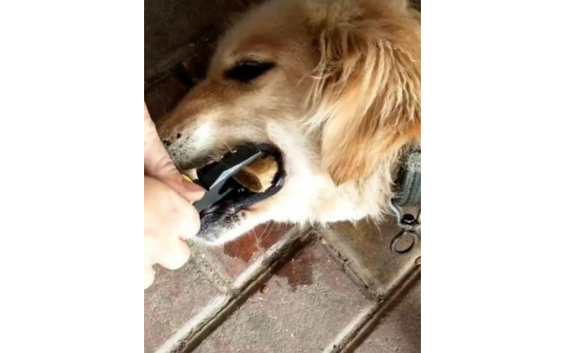 狗狗碰上突發事件，緊急急救法學起來