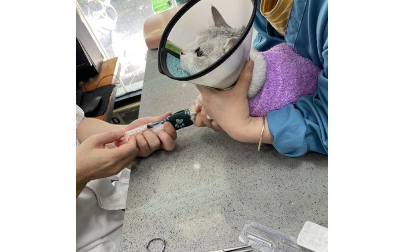 不想絕育的小貓可以絕育針嗎？效果一致嗎？