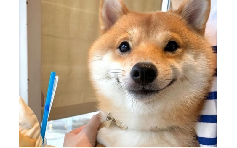 為何柴犬如此受歡迎？