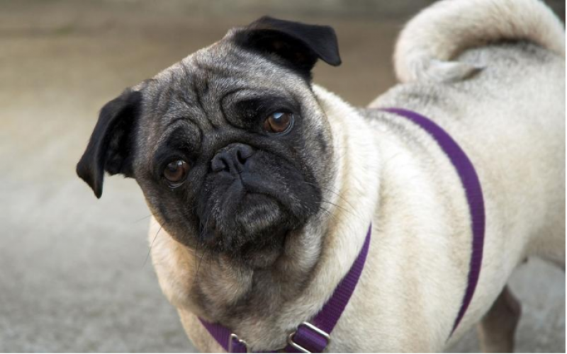 “丑萌代表”的巴哥犬，它的六種易患病你知道嗎？