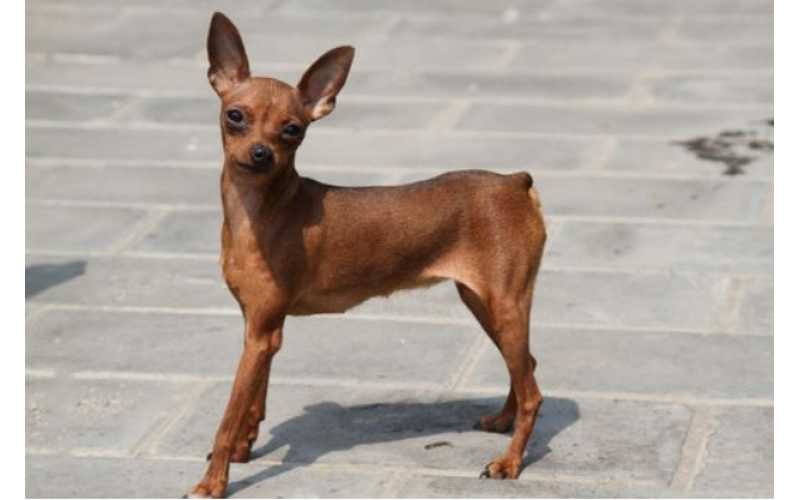 飼養(yǎng)小鹿犬，它的優(yōu)缺點你知道嗎？