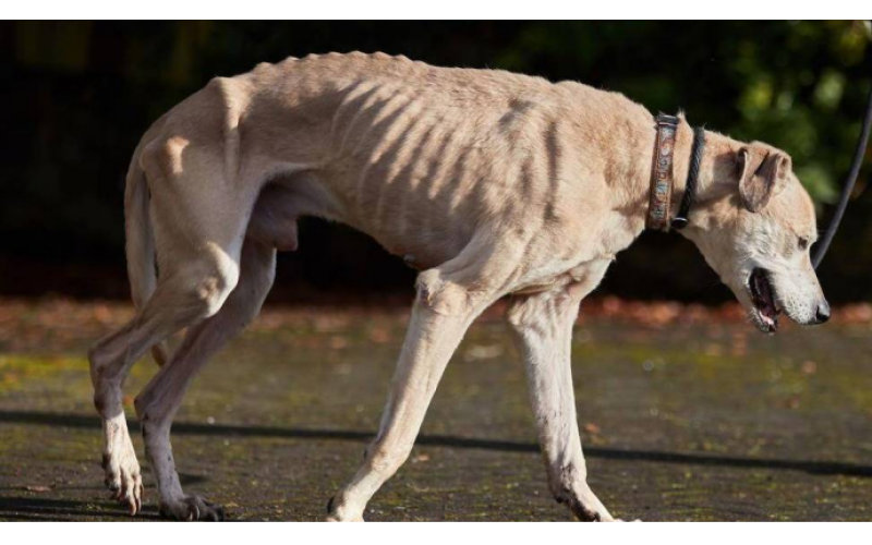 狗狗胸腔鼓起來，是生病了嘛？
