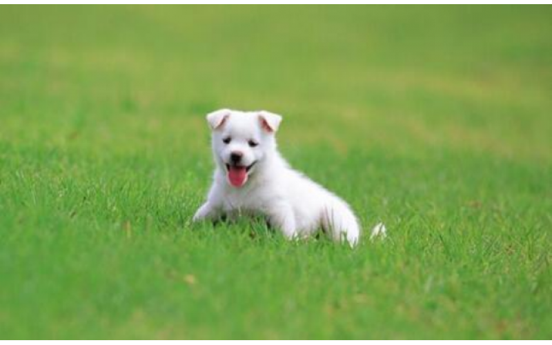 新犬疫苗接種有講究，時間不必太倉促