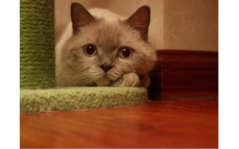 貓咪“猛撲”主人的含義
