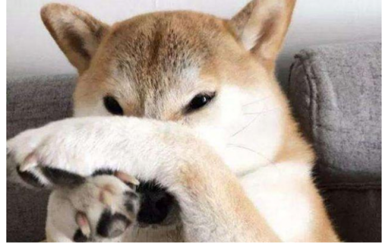 狗狗也會腳臭，什么原因導致的？