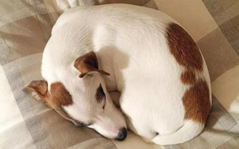 狗狗排便為咖啡色，什么原因導致？程度如何？