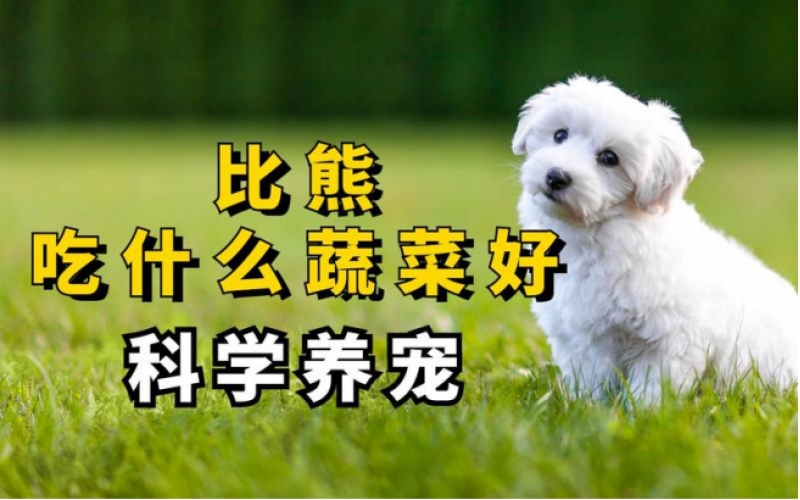 比熊也要吃蔬菜，營養(yǎng)物質(zhì)要補(bǔ)充