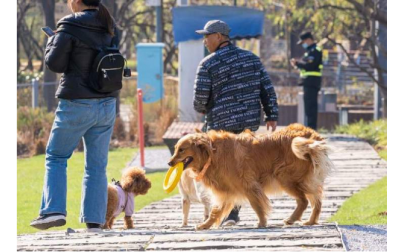 犬只相遇鬧矛盾，主人冷靜緩氣氛